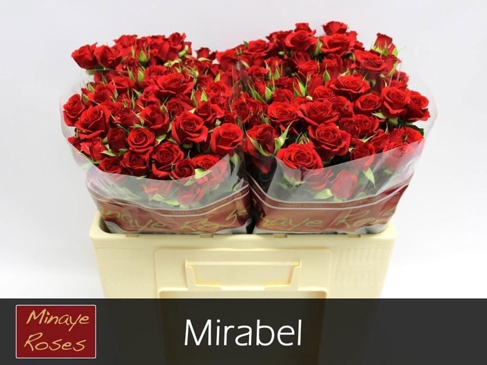 <h4>R TR MIRABEL</h4>