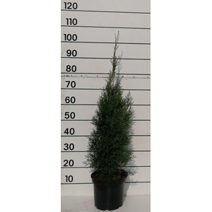 THUJA O SMARAGD