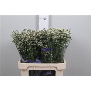 Lim Sin White Lace (parfumed)