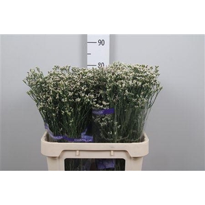 Lim Sin White Lace (parfumed)