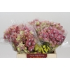 Blushing Bride Pink 2/5 Flowers