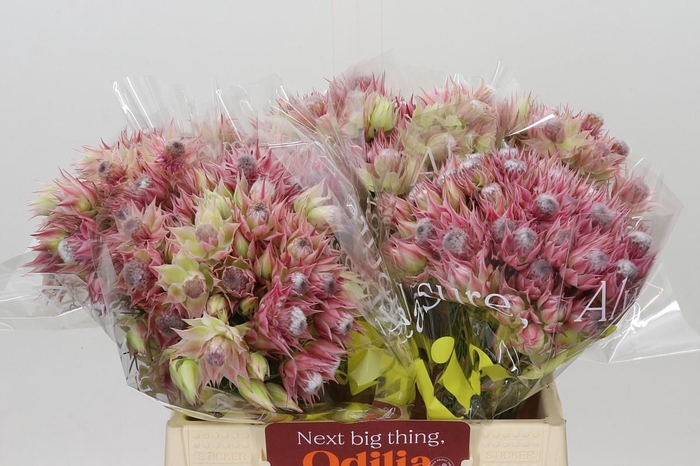 <h4>Blushing Bride Pink 2/5 Flowers</h4>