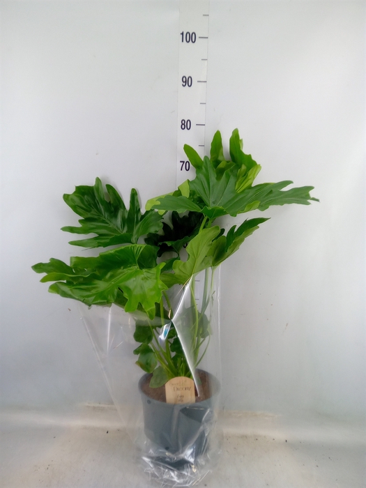 <h4>Philodendron bipinn. 'Little Hope'</h4>