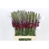 Antirrhinum Potomac Red