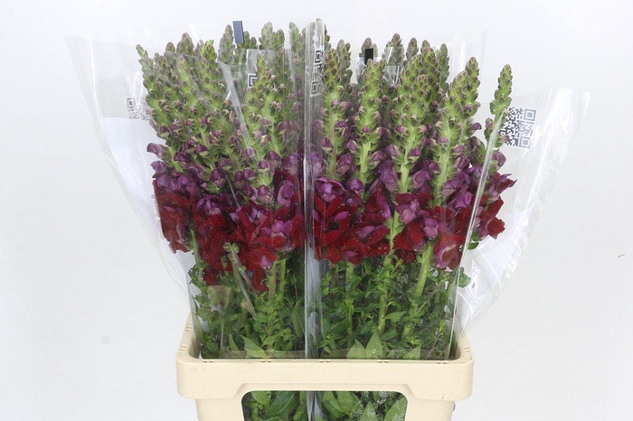 <h4>Antirrhinum Potomac Red</h4>
