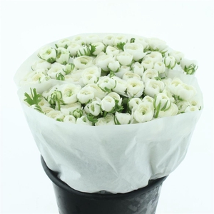 Ran El White Extra ( White Paper )