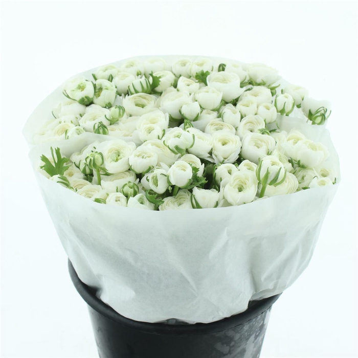 <h4>Ran El White Extra ( White Paper )</h4>