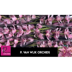 CYMB T ELLIO RO C290