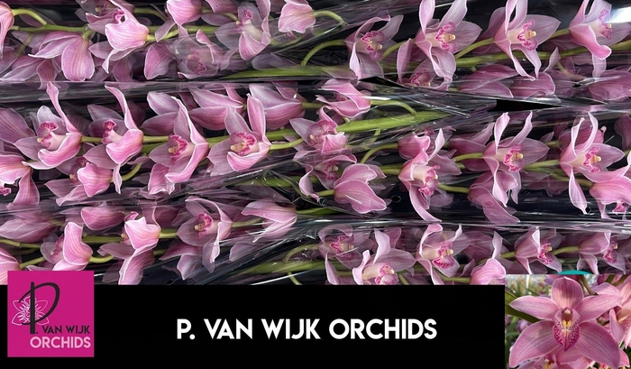 <h4>CYMB T ELLIO RO C290</h4>