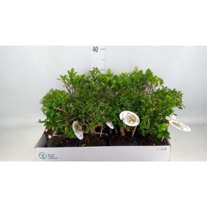 Bonsai   ...mix