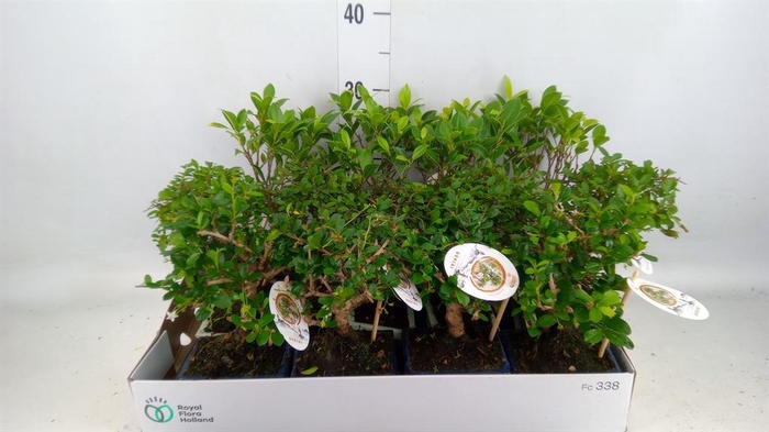 <h4>Bonsai   ...mix</h4>