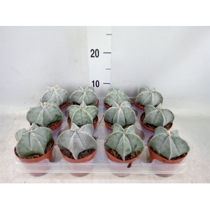 Astrophytum myriostigma