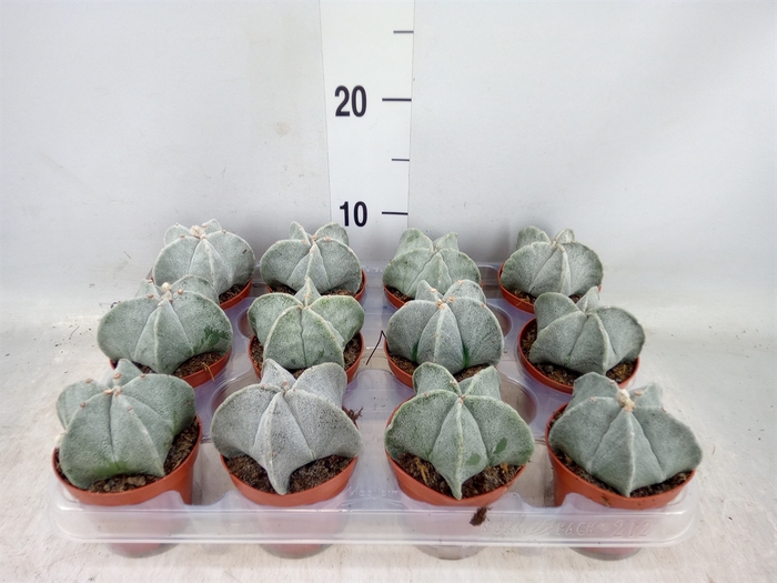 <h4>Astrophytum myriostigma</h4>