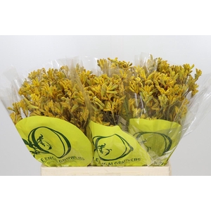 Anigozanthos Yellow Gem