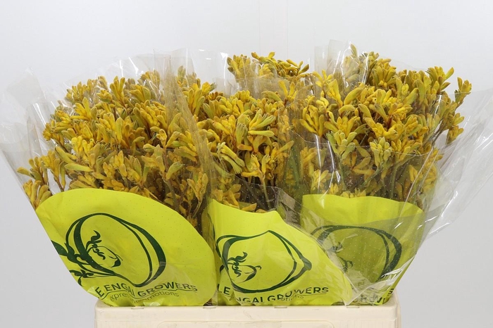 <h4>Anigozanthos Yellow Gem</h4>