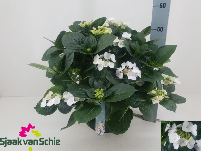 <h4>HYDR ML BENXI</h4>