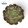 Echeveria Bron Rose Cutflower Wincx-5cm