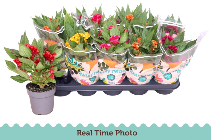 <h4>CEL CR TWIST GEM</h4>