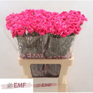 DI ST CHERRY DAMASC+