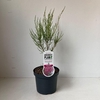 Tamarix ramosissima Pink Cascade