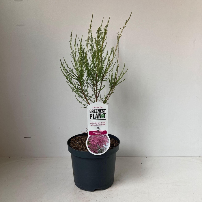 Tamarix ramosissima Pink Cascade