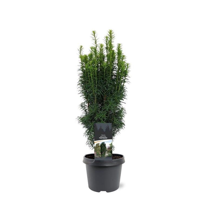 <h4>Taxus baccata 'Fastigiata'</h4>