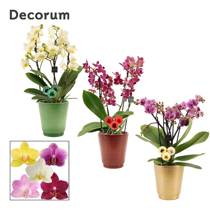 <h4>Phalaenopsis dazzling melange 3-4 tak in Mariah met kerstballen</h4>