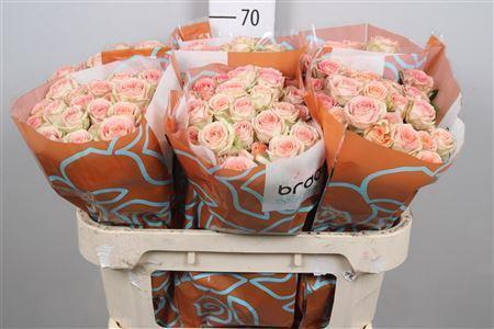 <h4>Rosa TR 'Azore' BRAAM</h4>