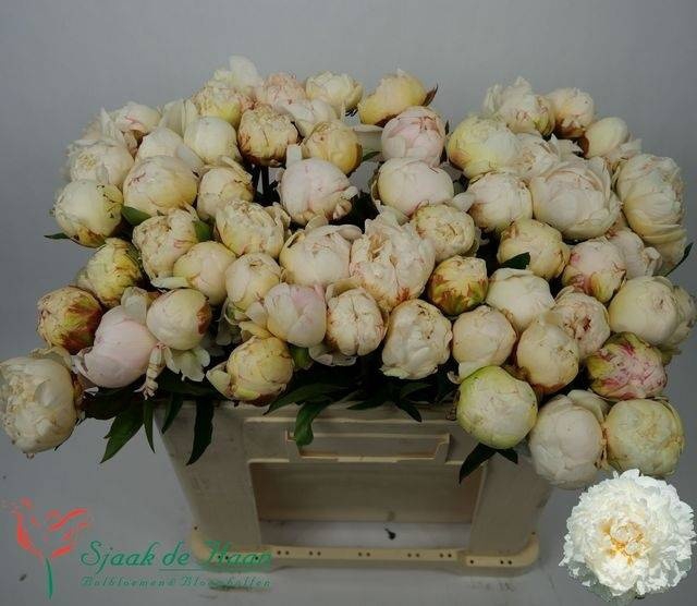 <h4>PAEO L BOWL OF CREAM</h4>