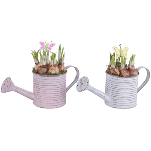 Bulbs Arr. Narcis Zinc Wateringcan Vintage Ø31cm