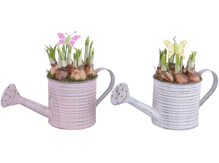 <h4>Bulbs Arr. Narcis Zinc Wateringcan Vintage Ø31cm</h4>