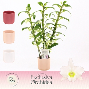 Dendrobium Nobilé, Apollon 3-spike in Horizon Ribble 'Exclusiva Orchidea'