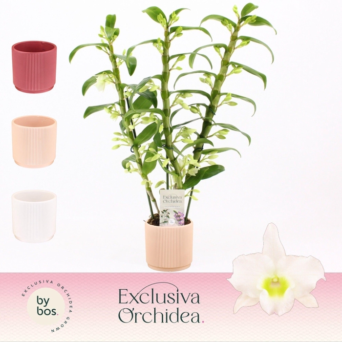 <h4>Dendrobium Nobilé, Apollon 3-spike in Horizon Ribble 'Exclusiva Orchidea'</h4>