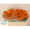 Tagetes Marigold Promise Orange