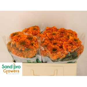 Tagetes Marigold Promise Orange