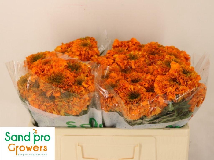 <h4>Tagetes Marigold Promise Orange</h4>