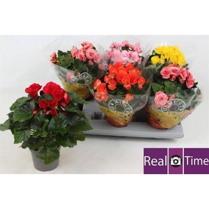 Begonia Elatior mix 13Ø 30cm