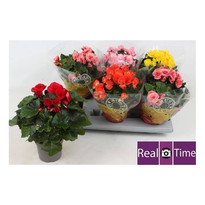 <h4>Begonia Elatior mix 13Ø 30cm</h4>