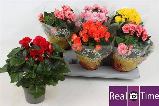 Begonia Elatior mix 13Ø 30cm