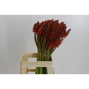 Kniphofia Eycone Red