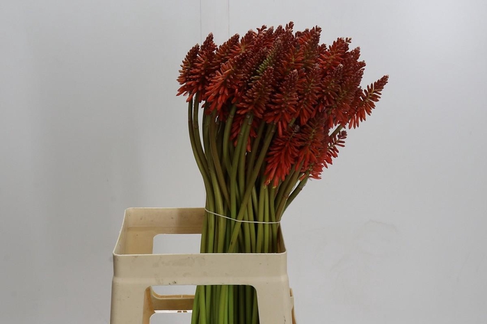 <h4>Kniphofia Eycone Red</h4>