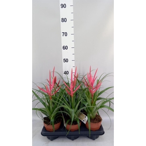 Tillandsia