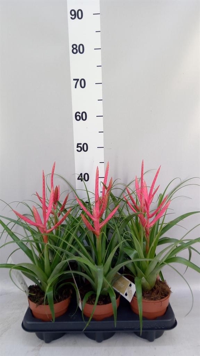<h4>Tillandsia</h4>