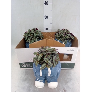 Arr.   Kamerplant Groen L%