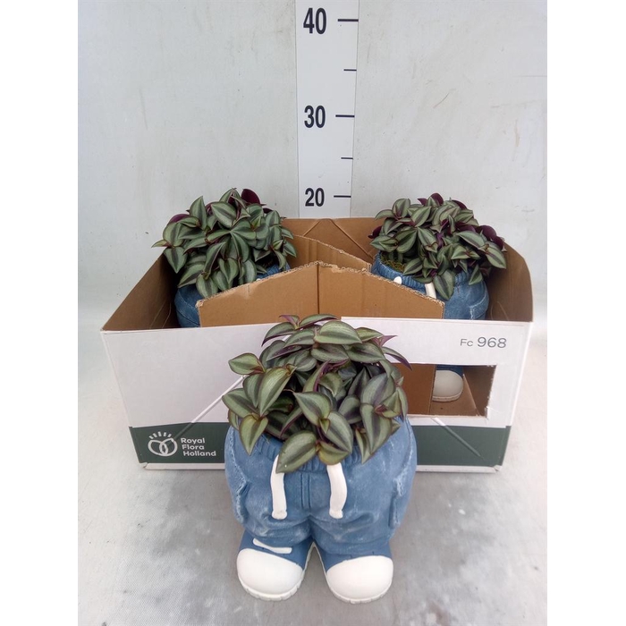 <h4>Arr.   Kamerplant Groen L%</h4>