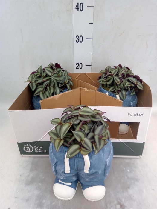 <h4>Arr.   Kamerplant Groen L%</h4>