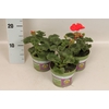 Pelargonium zonale Mylena (Rood)