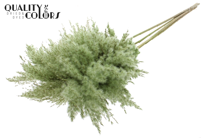<h4>Pampas Grass 100cm 5st/bunch Light Green</h4>