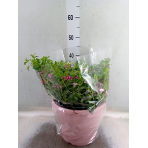 Calibrachoa  'Minifam'   ...mix pot