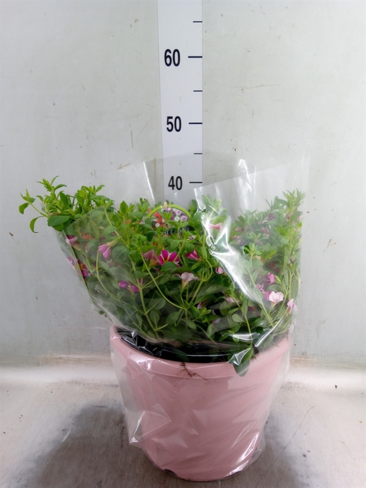 <h4>Calibrachoa  'Minifam'   ...mix pot</h4>
